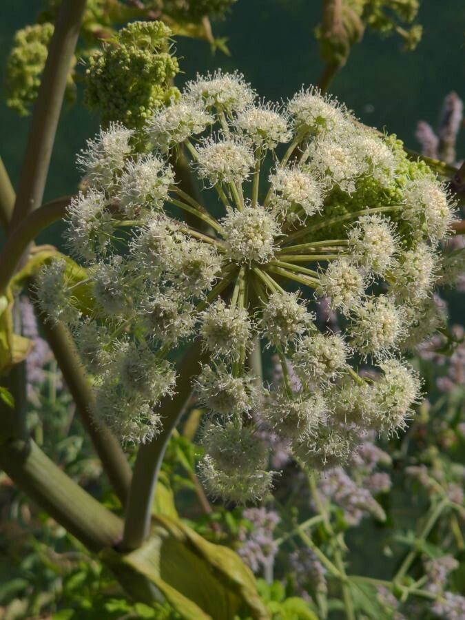 Angelica lineariloba — search result for 'Angelica'