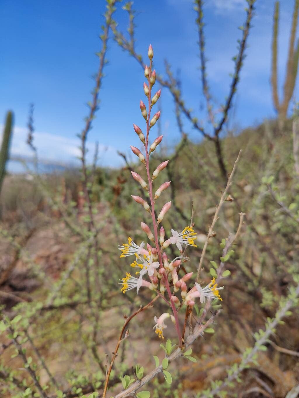 Fouquieria burragei flower