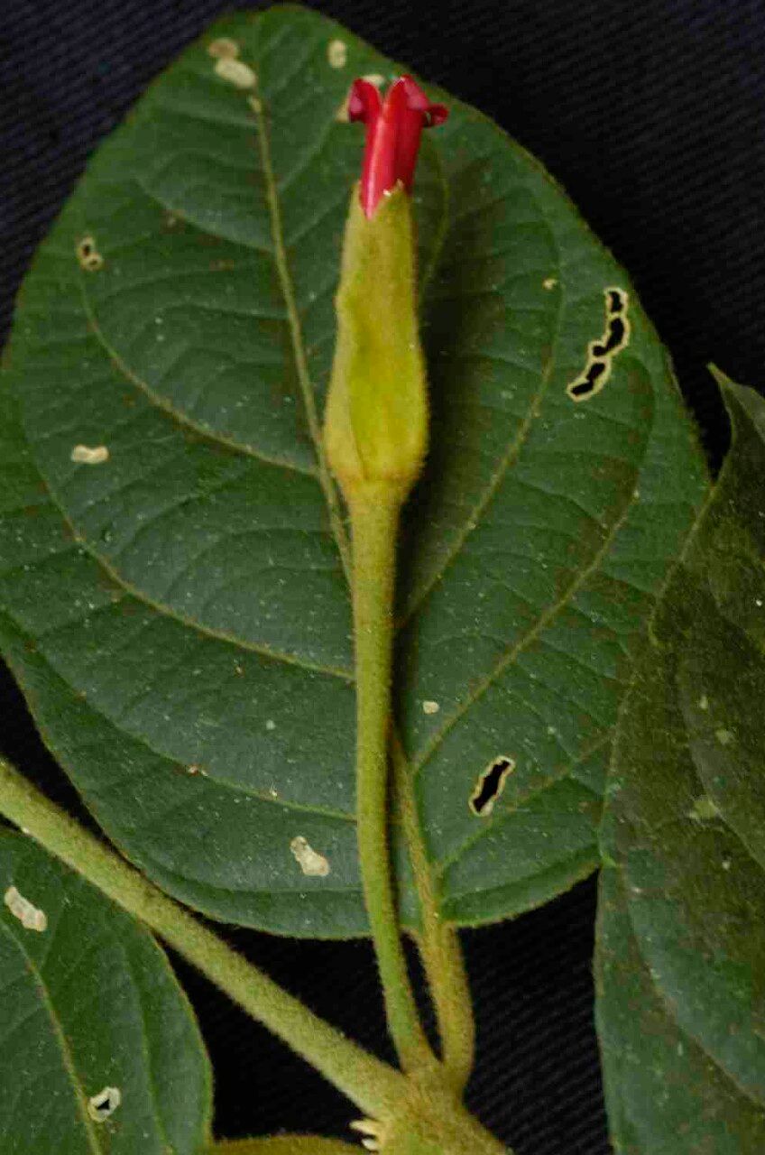 Mendoncia velloziana flower