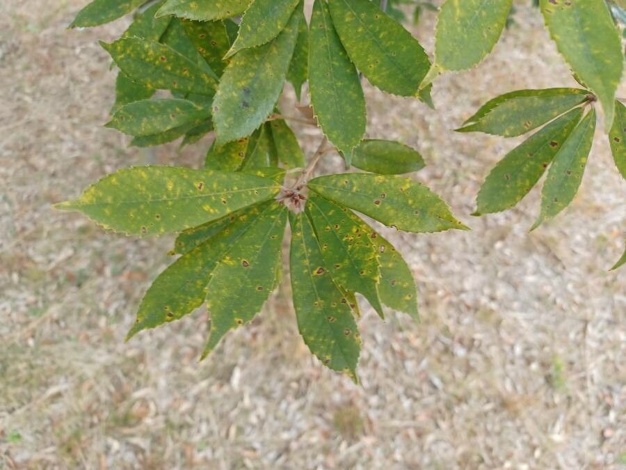 Quercus gilva leaf