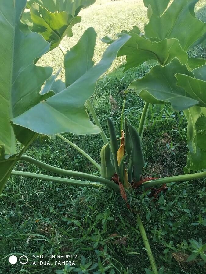 Xanthosoma robustum — difficult care houseplant