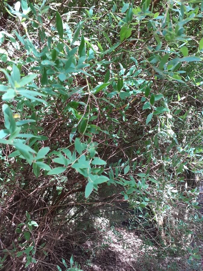 Hypericum roeperianum — search result for 'Hypericum'