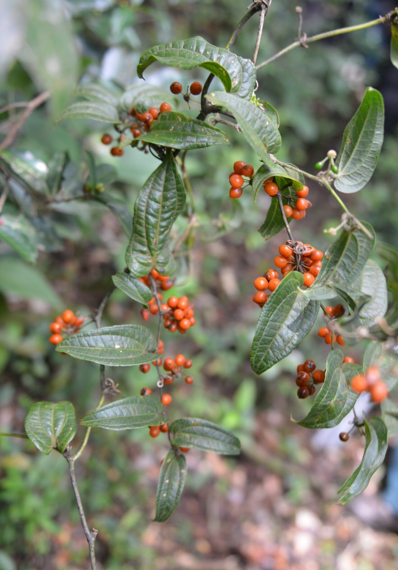 Smilax mollis fruit