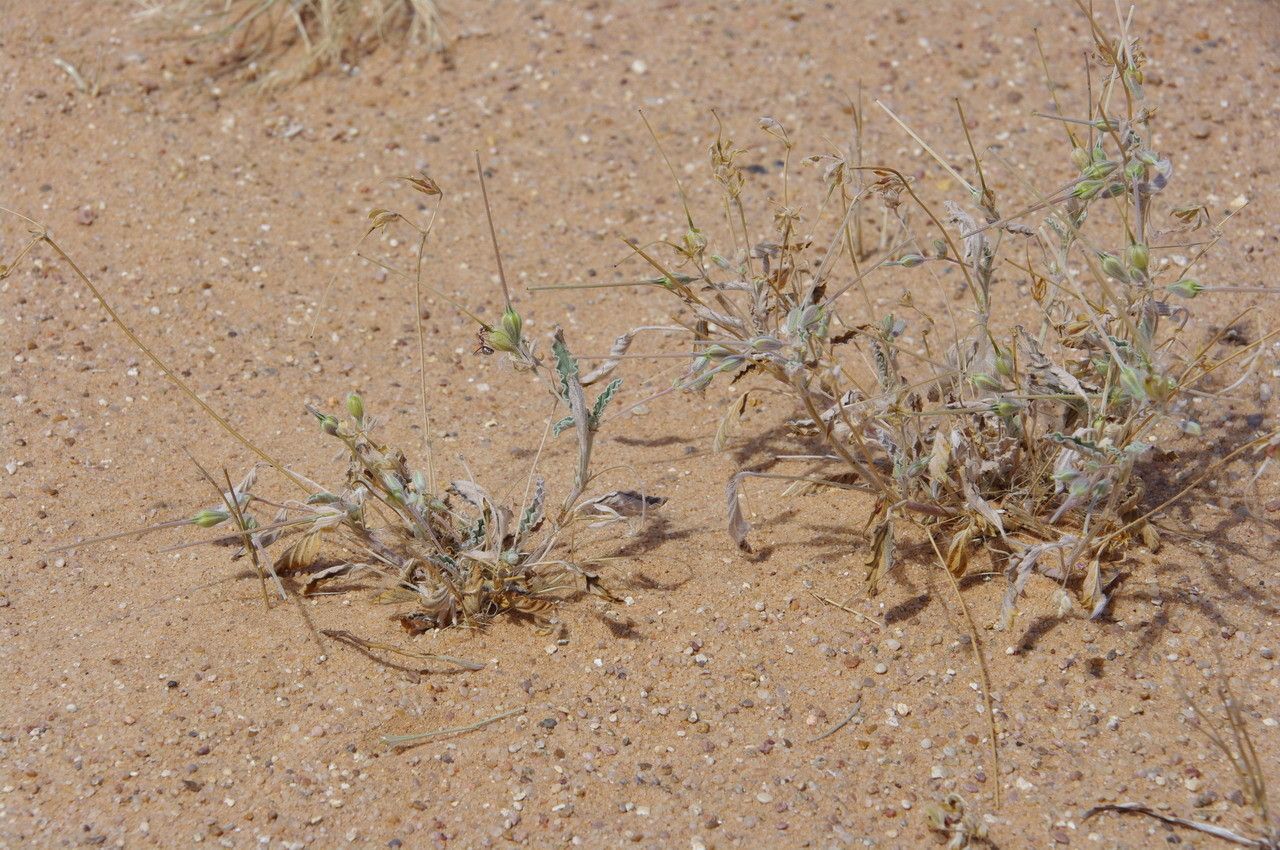 Monsonia nivea habit