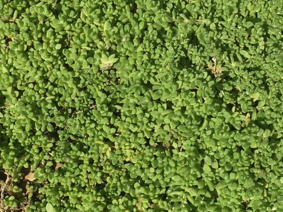 Delosperma nubigenum habit