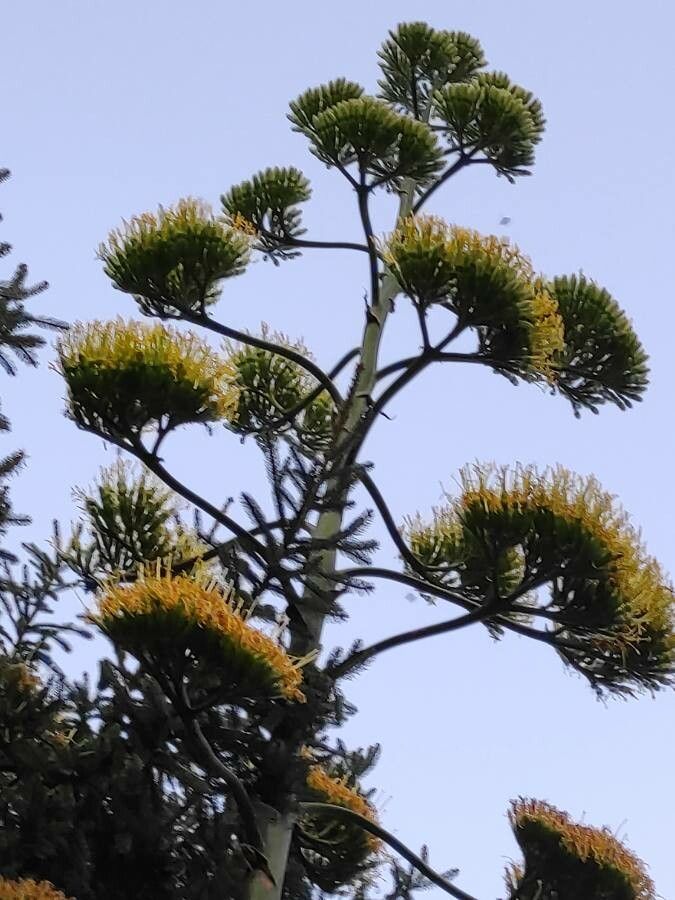 Agave fourcroydes flower