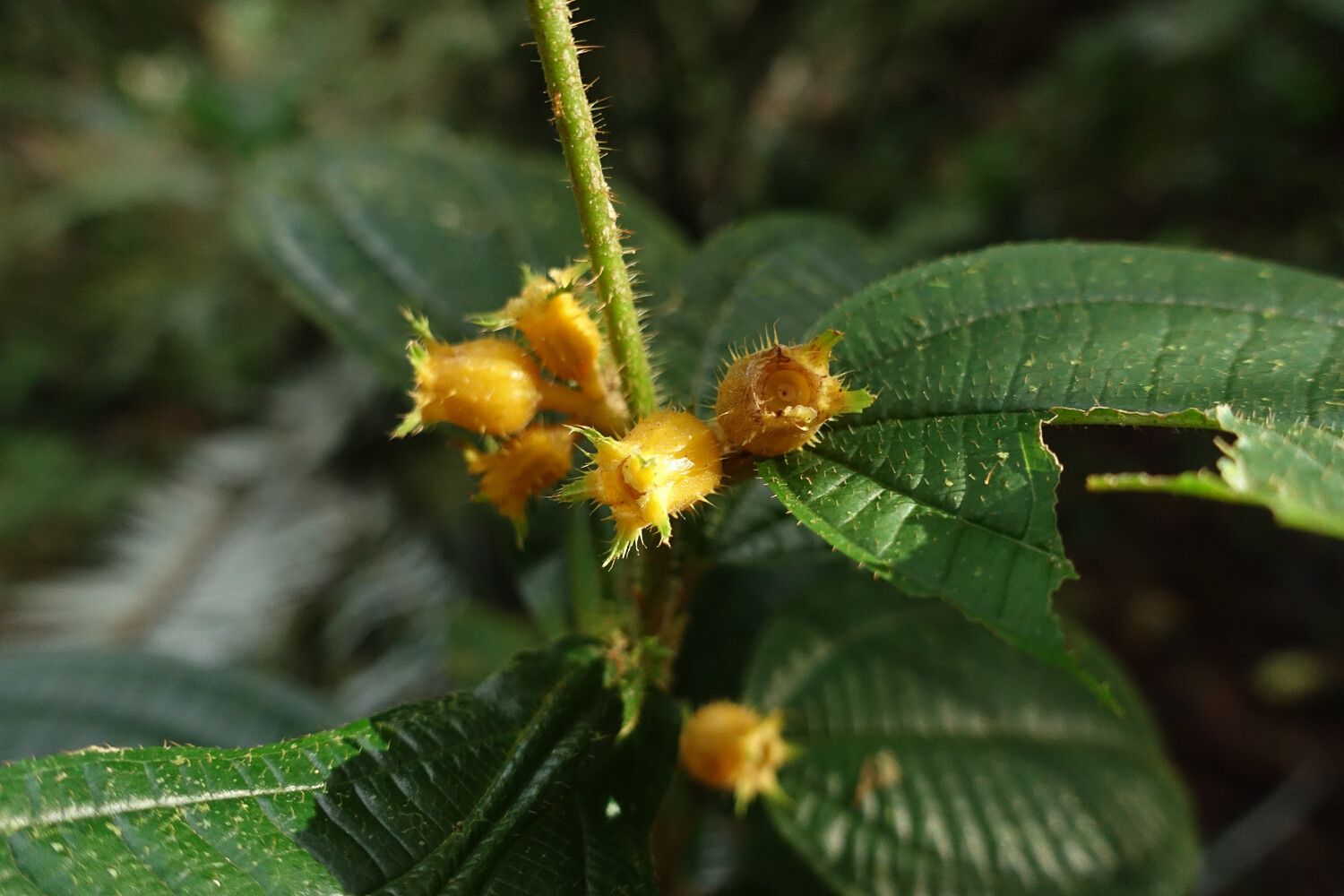 Miconia alternidomatia fruit