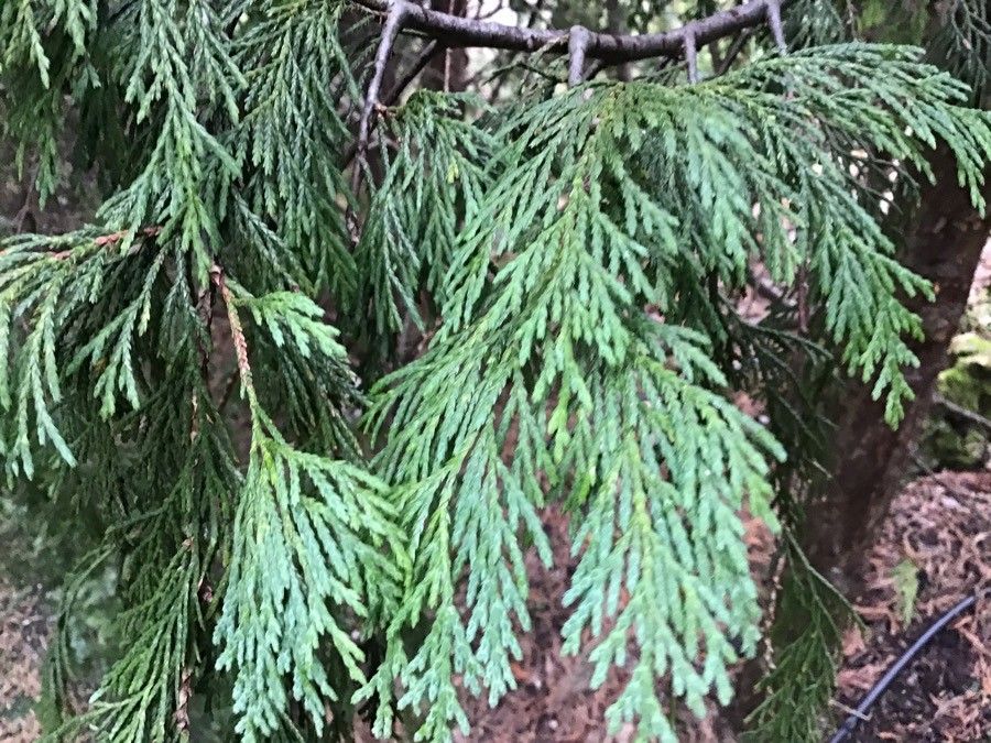 Cupressus nootkatensis leaf