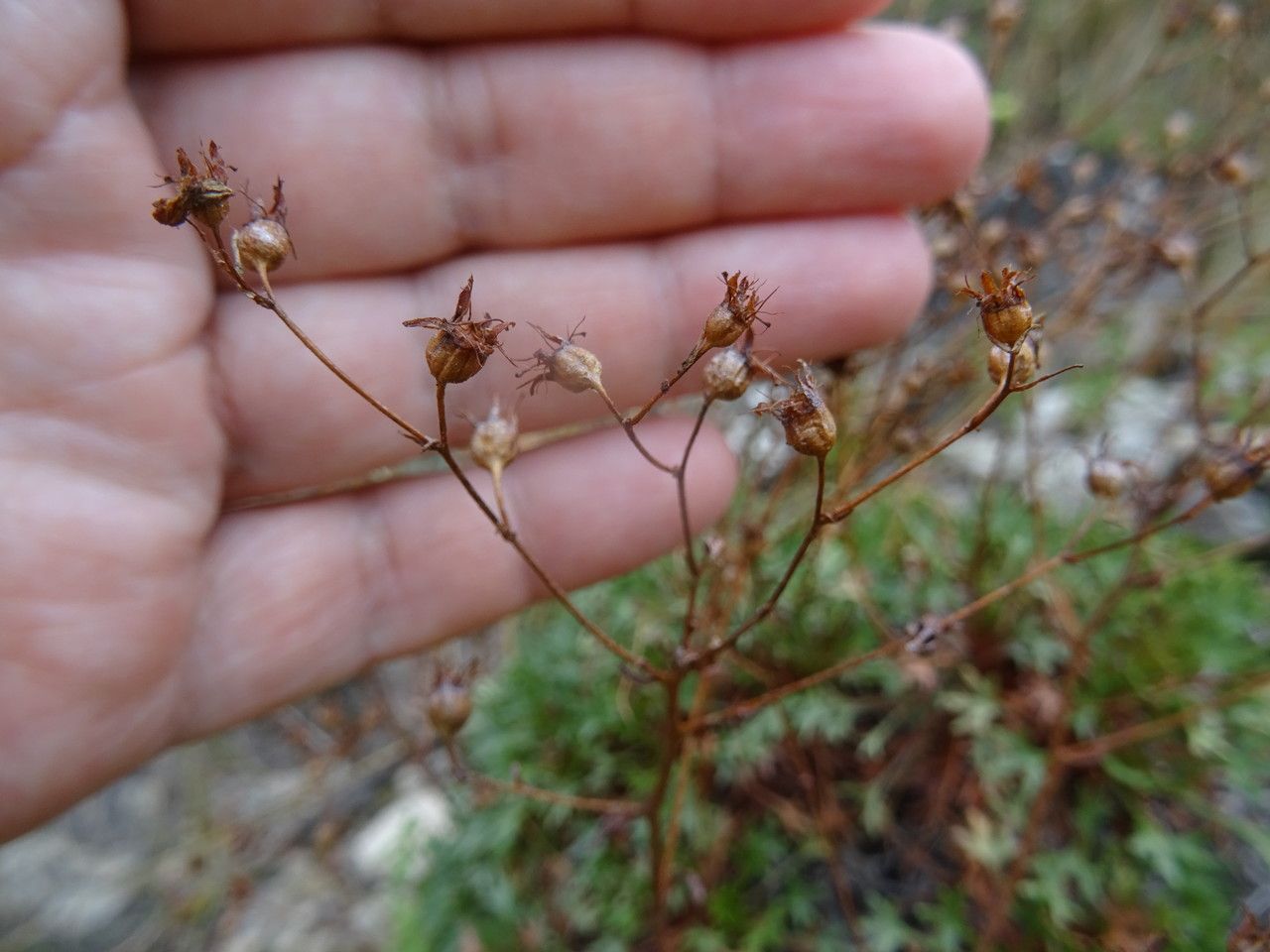 Saxifraga fragilis fruit