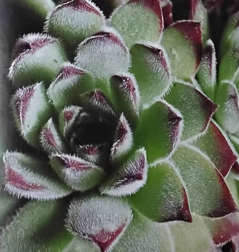 Sempervivum dzhavachischvilii — search result for 'Sempervivum'