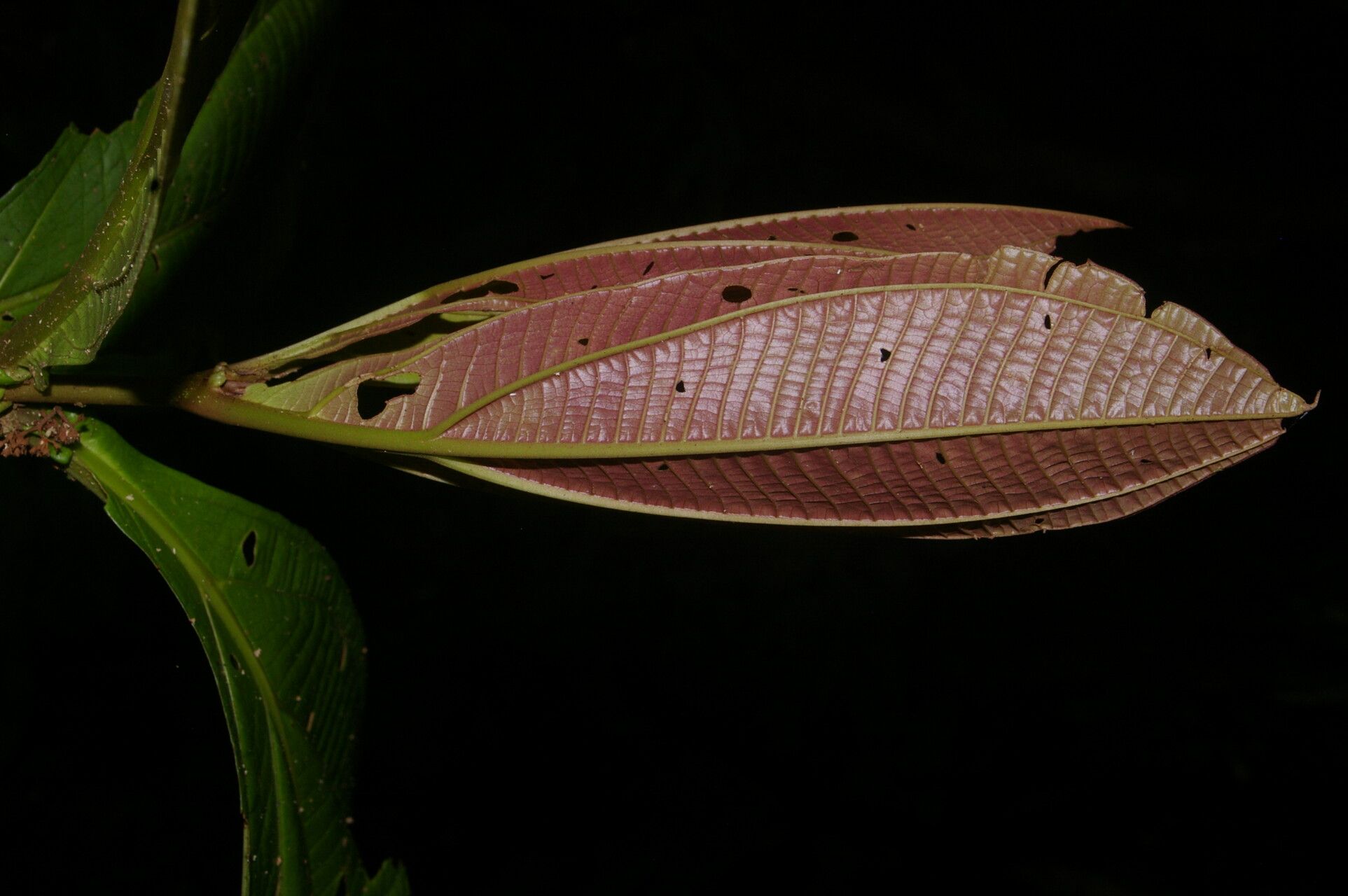 Miconia appendiculata leaf