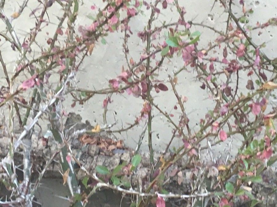 Fouquieria fasciculata — related species from the same genus