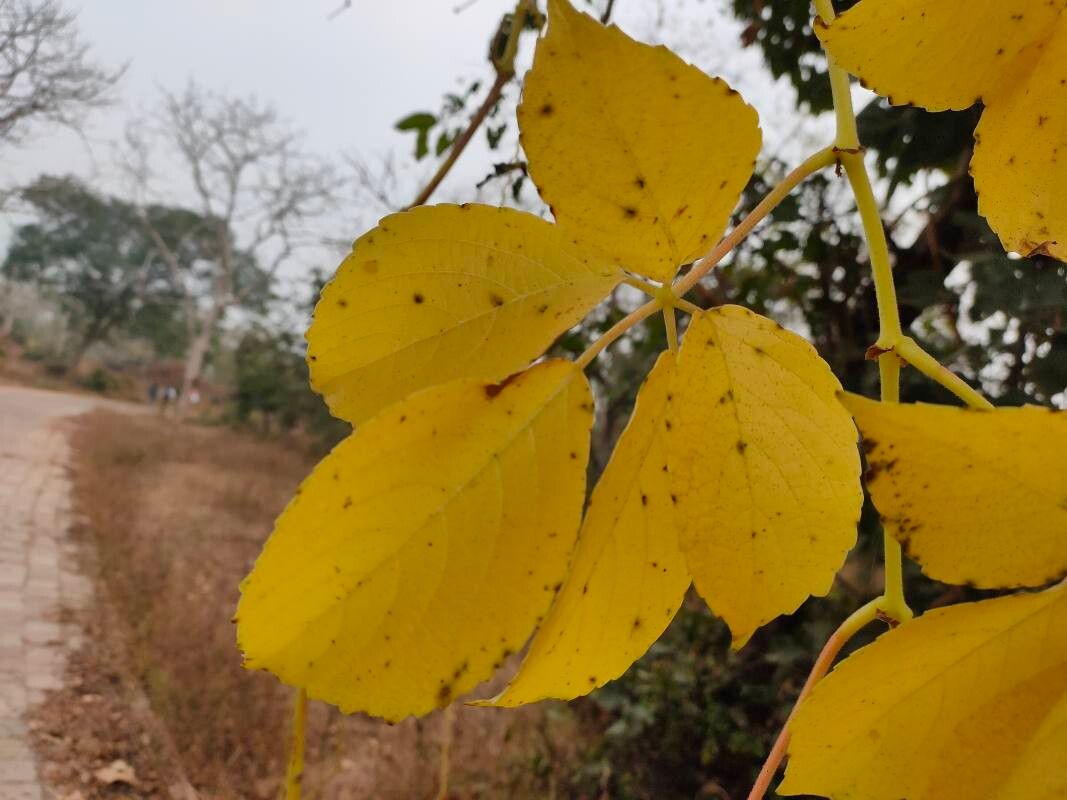 Cyphostemma auriculatum — houseplant care guide