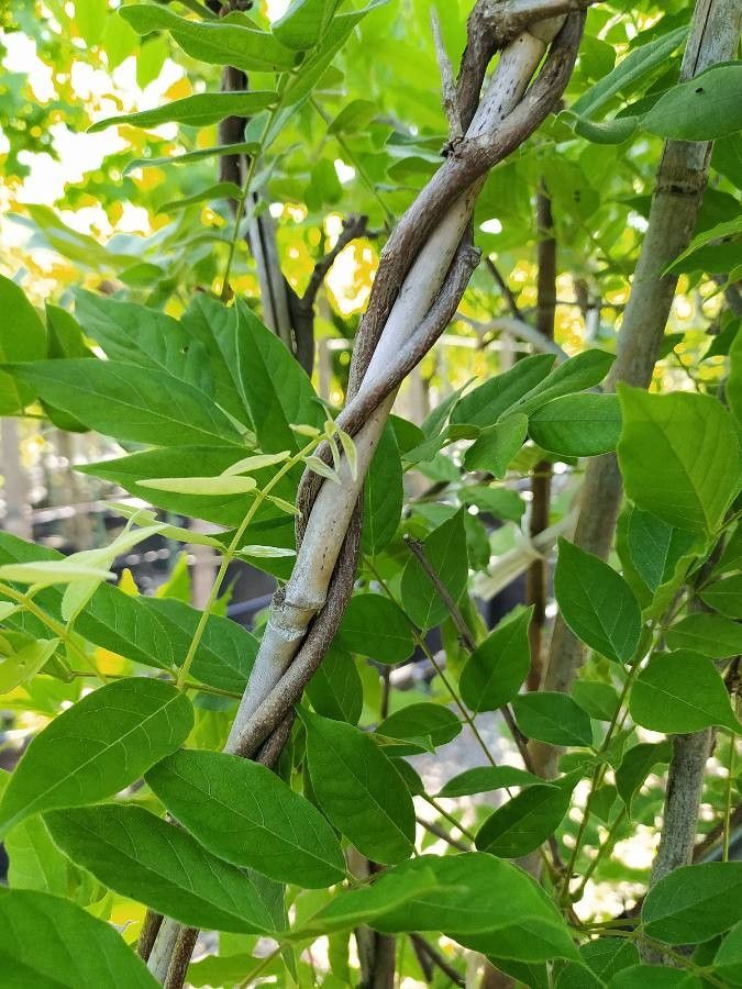 Wisteria brachybotrys bark