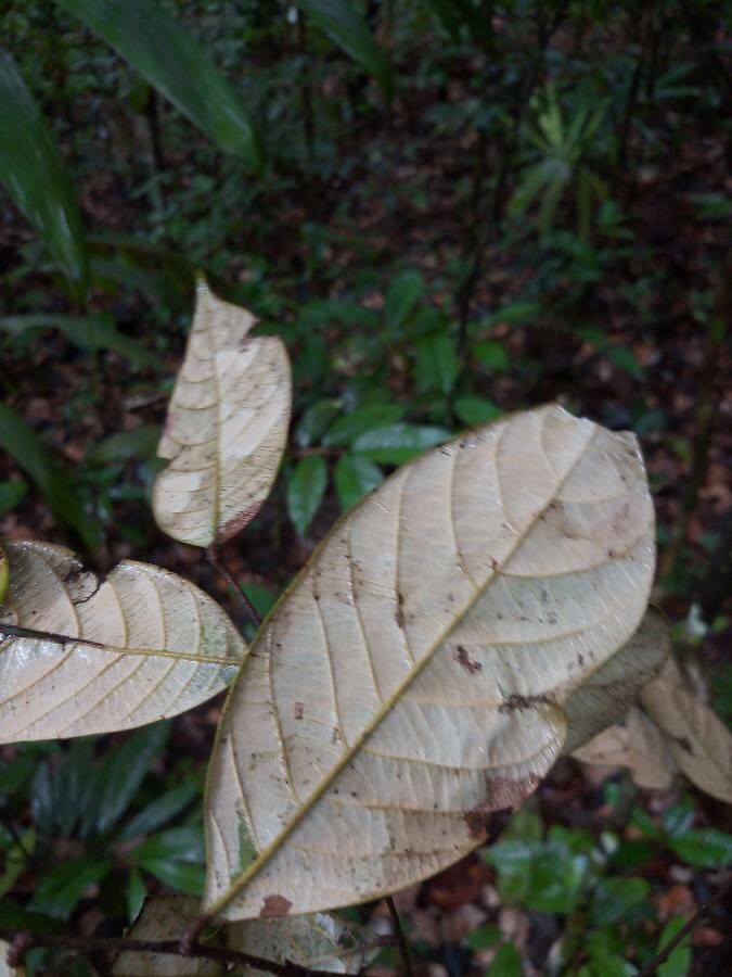 Couepia parillo leaf