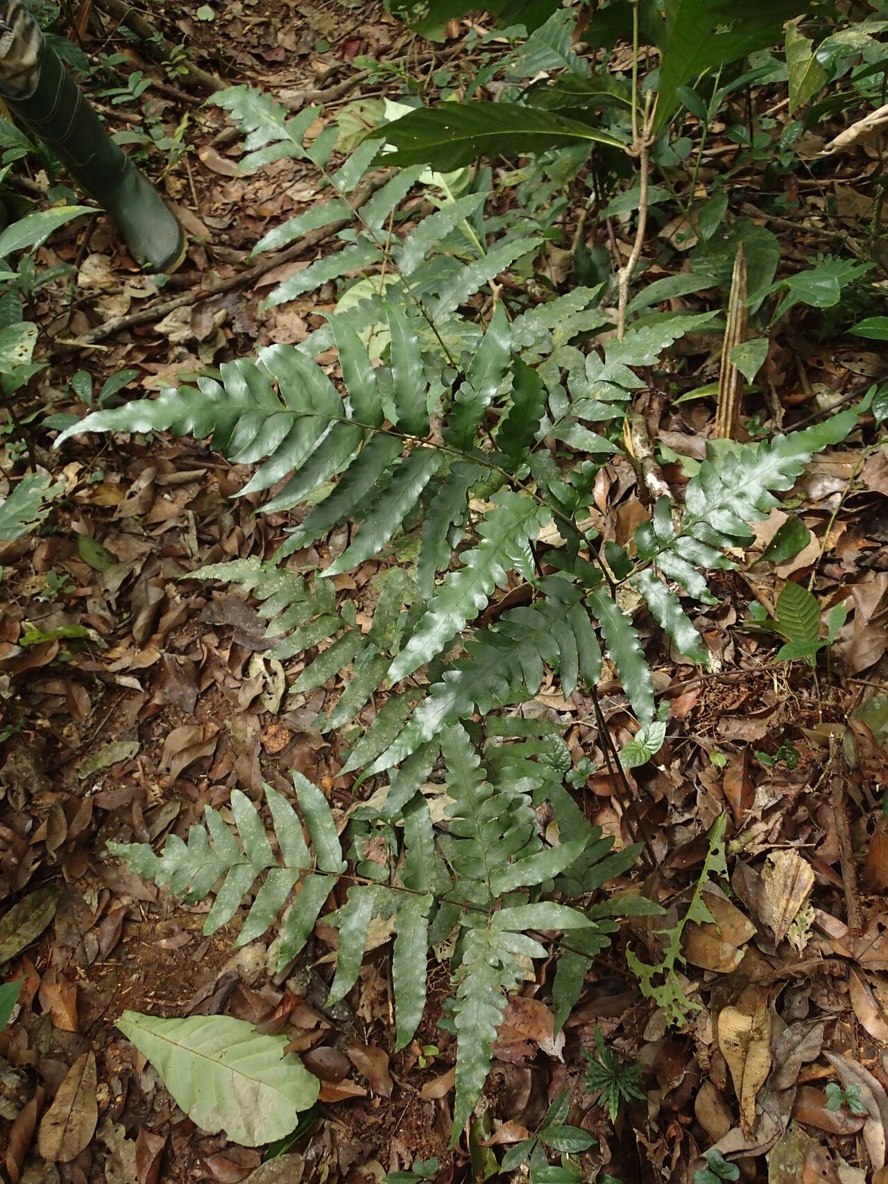 Triplophyllum buchholzii habit