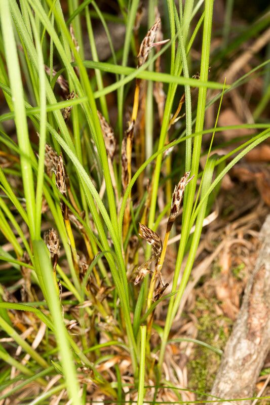 Carex humilis flower
