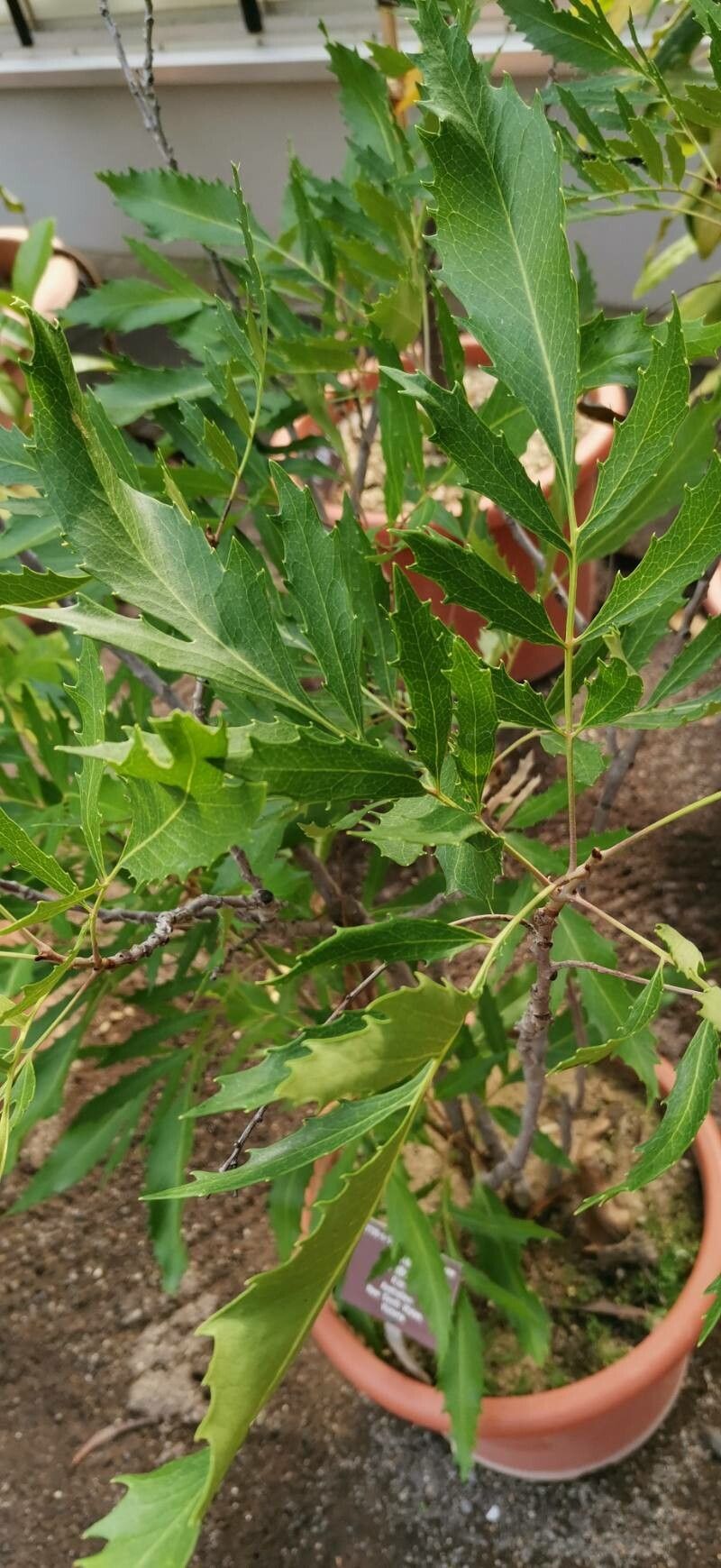Lomatia ilicifolia habit