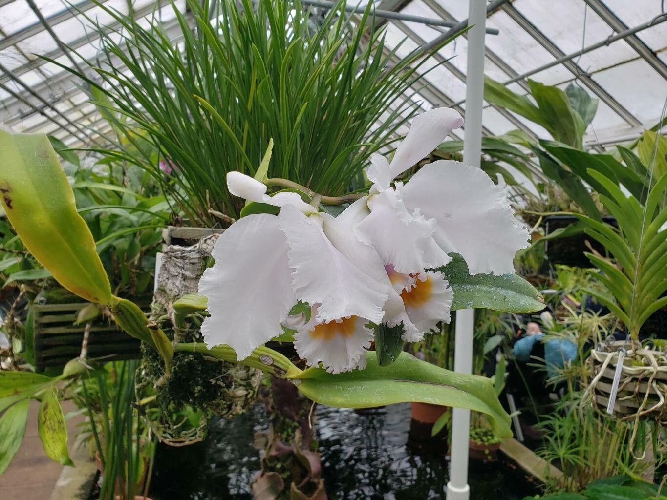 Cattleya schroederae habit