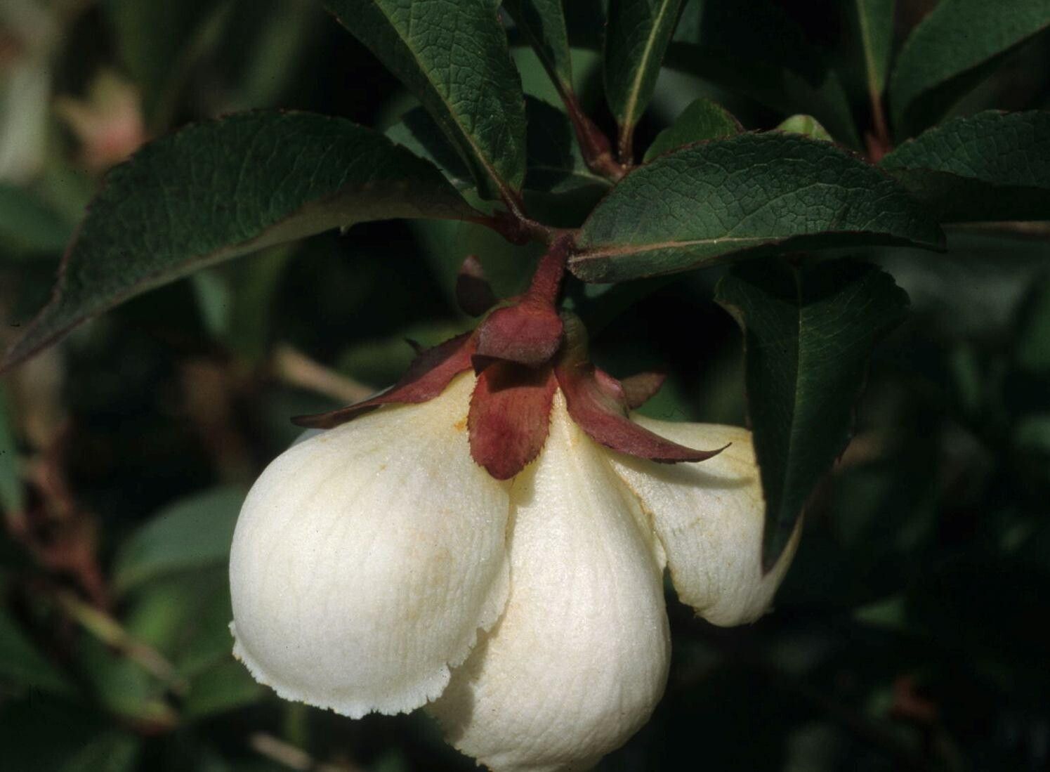 Stewartia serrata flower