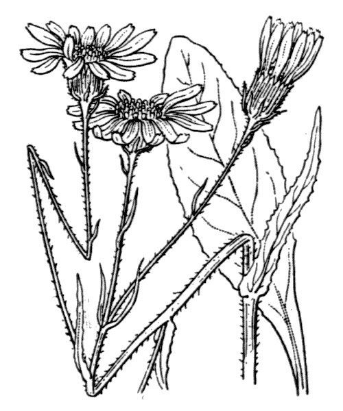 Senecio ruthenensis other