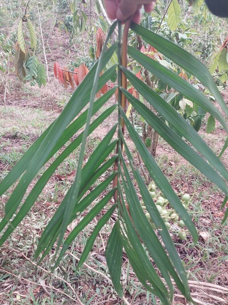 Dypsis ambanjae