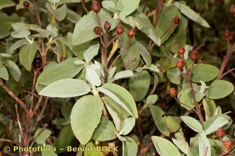 Helianthemum bystropogophyllum — houseplant care guide