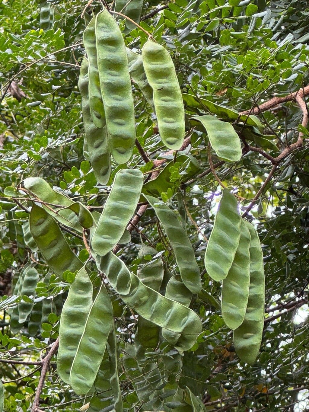 Piptadenia adiantoides fruit