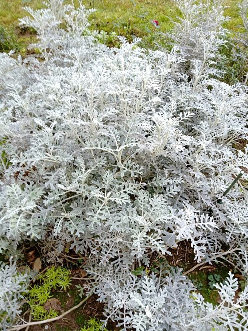 Senecio cineraria leaf
