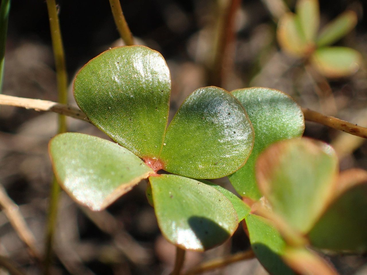 Marsilea strigosa leaf