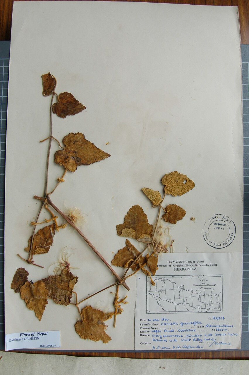 Clematis grewiiflora other