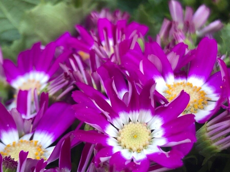 Pericallis cruenta flower