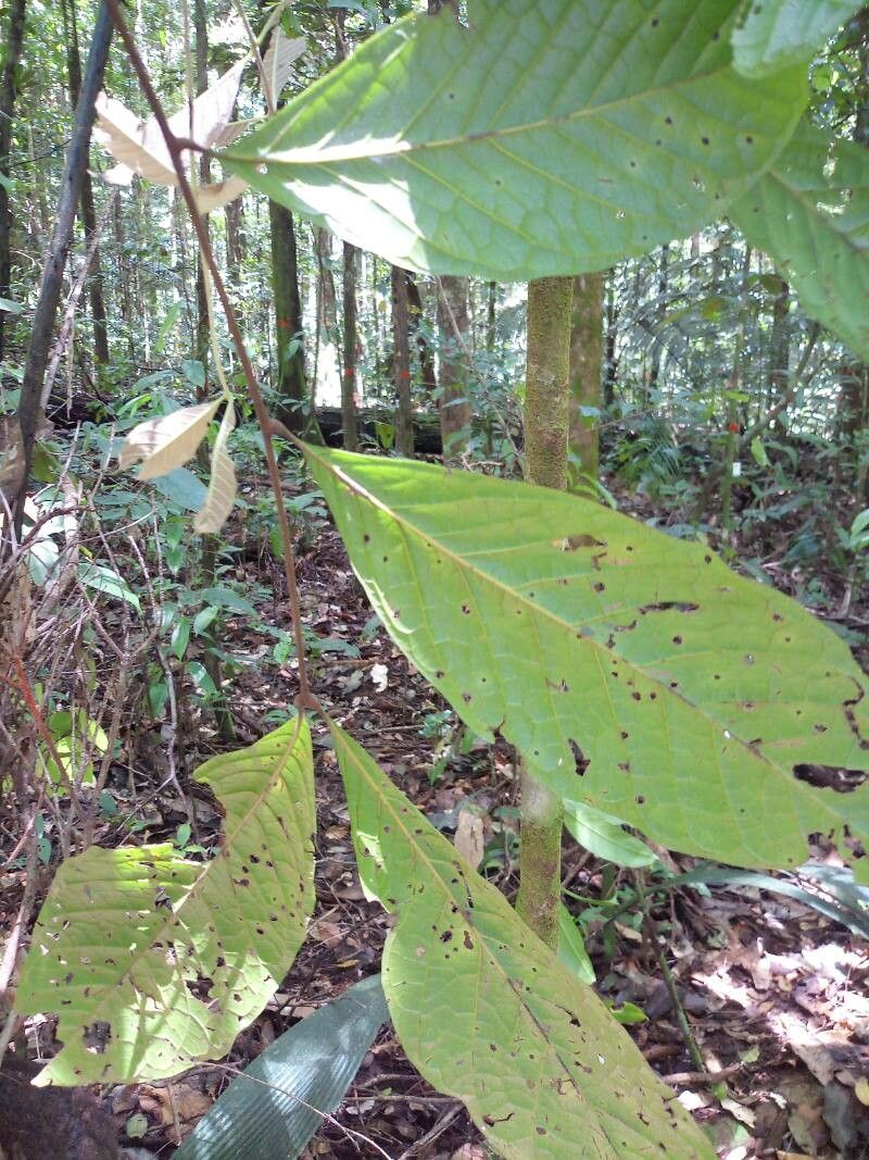 Talisia sylvatica — houseplant care guide