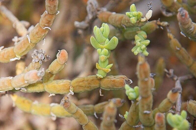 Mesembryanthemum schlichtianum — search result for 'Mesembryanthemum'