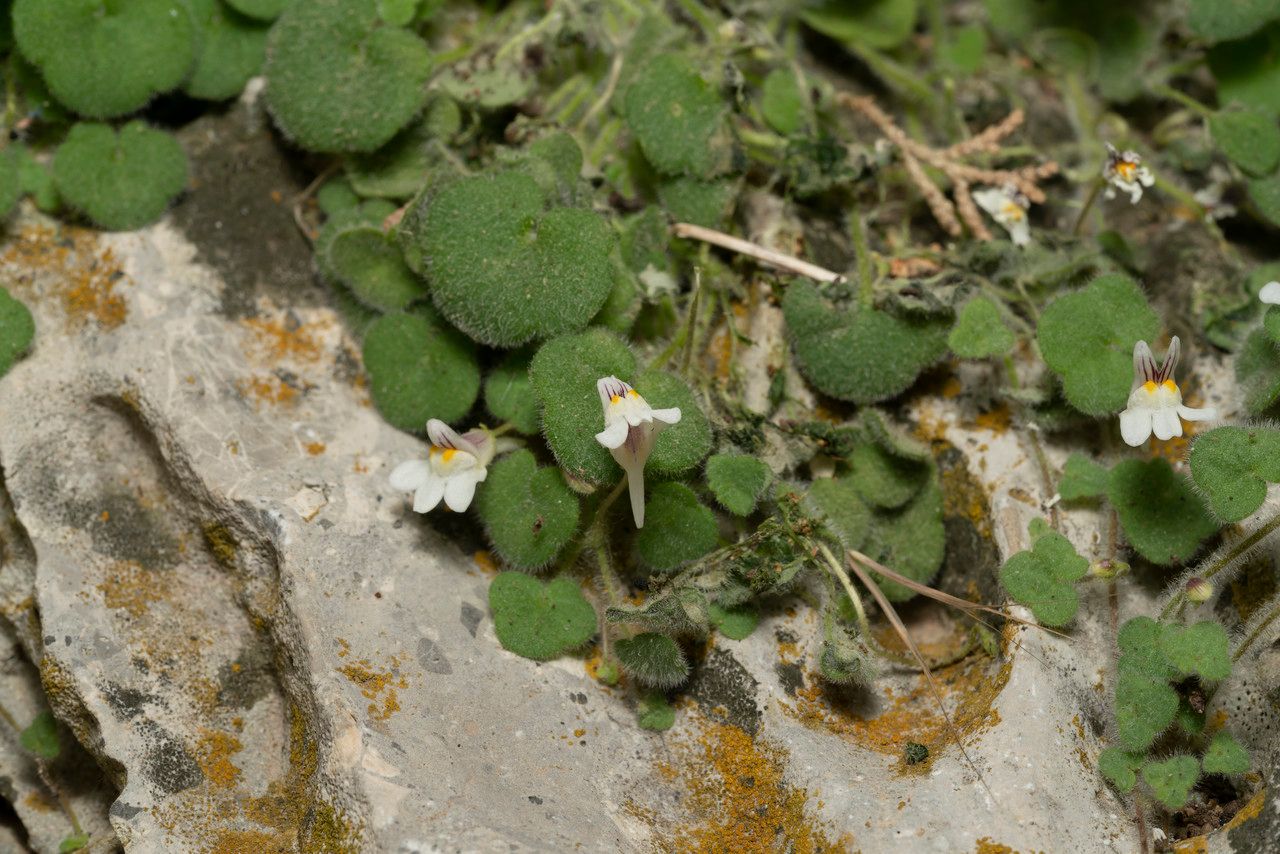 Cymbalaria microcalyx habit