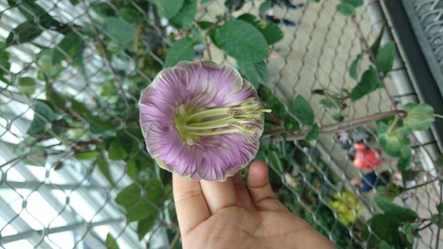 Cobaea scandens flower