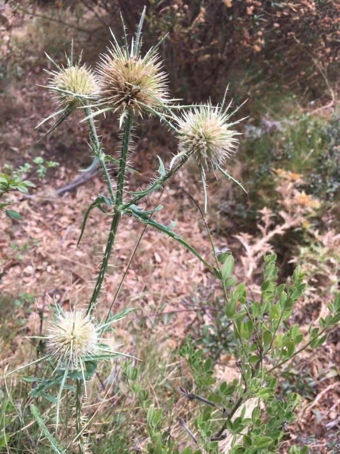 Dipsacus ferox flower