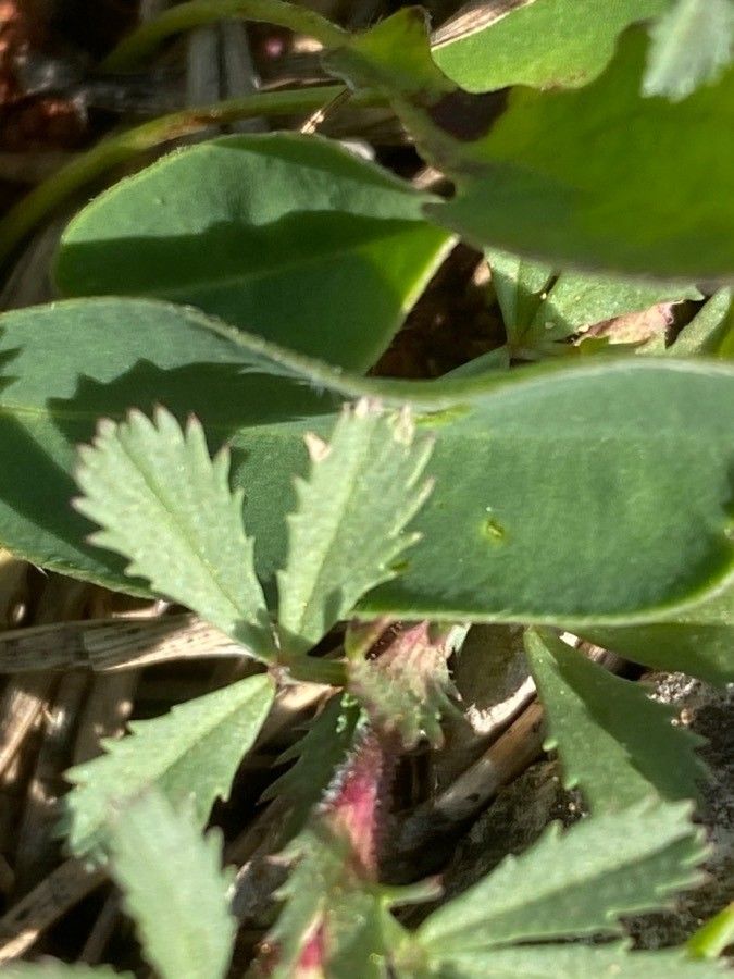 Ononis cristata — houseplant care guide