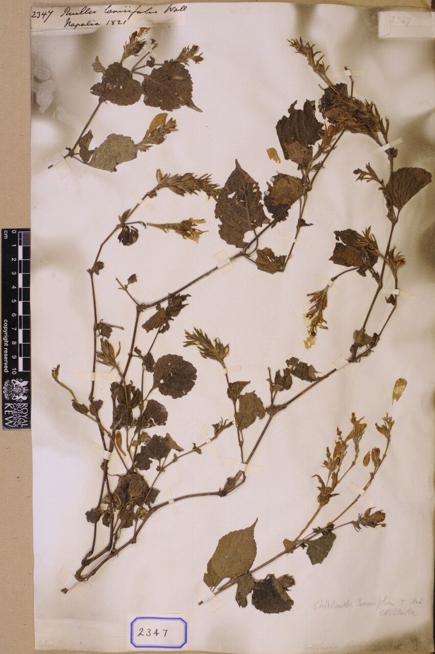 Strobilanthes lamiifolia other