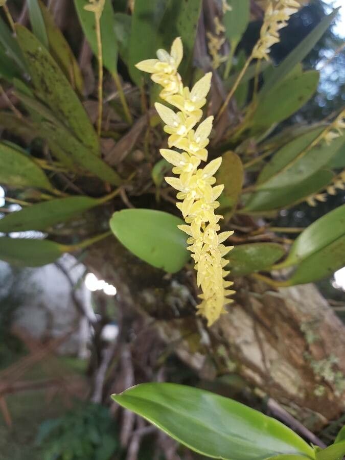 Bulbophyllum apodum flower