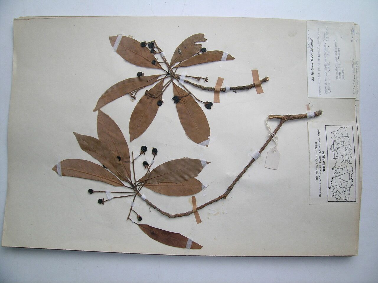 Machilus pubescens other