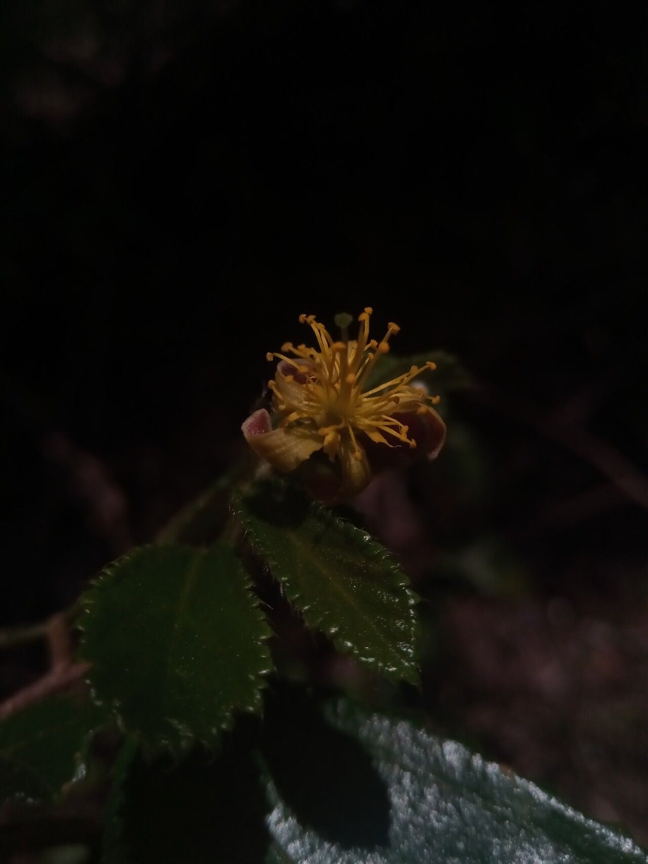 Grewia diversipes flower