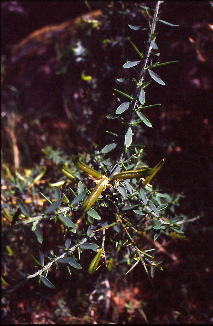 Genista falcata fruit