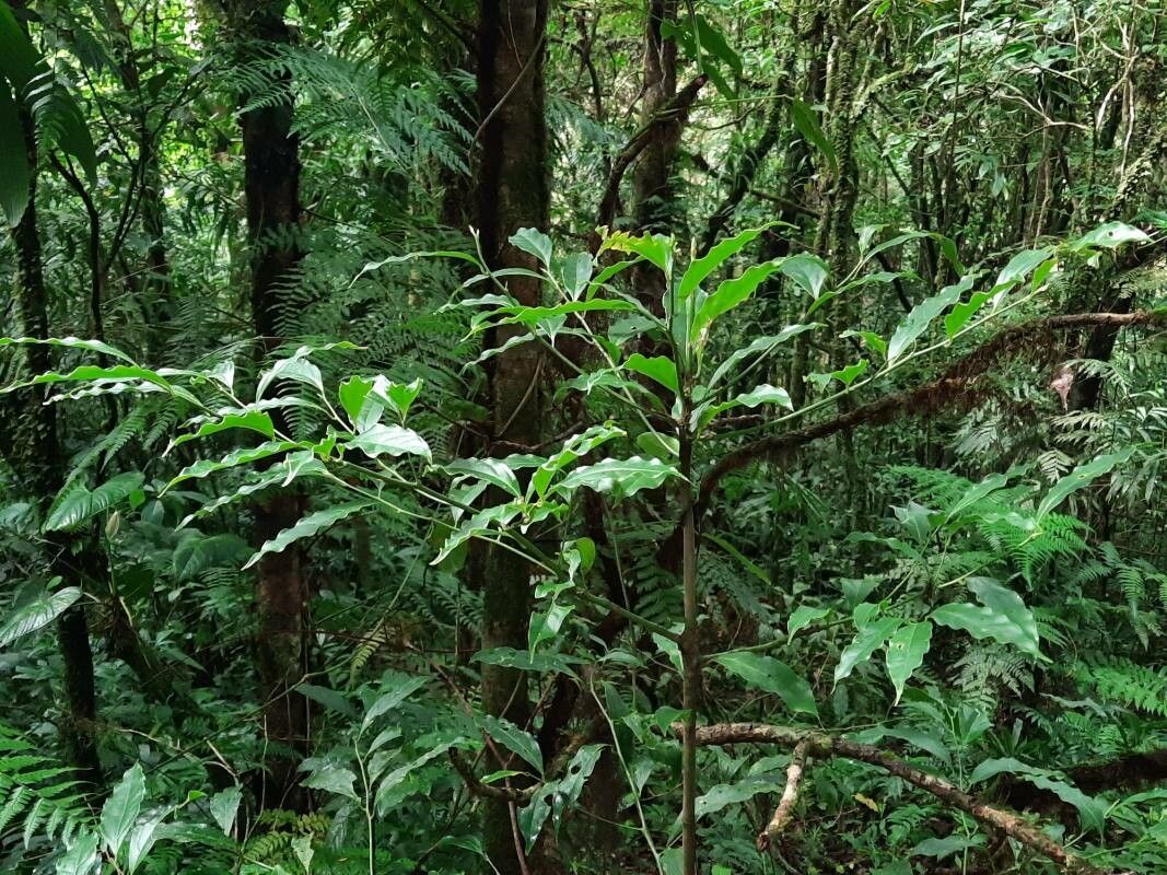 Ocotea meziana habit