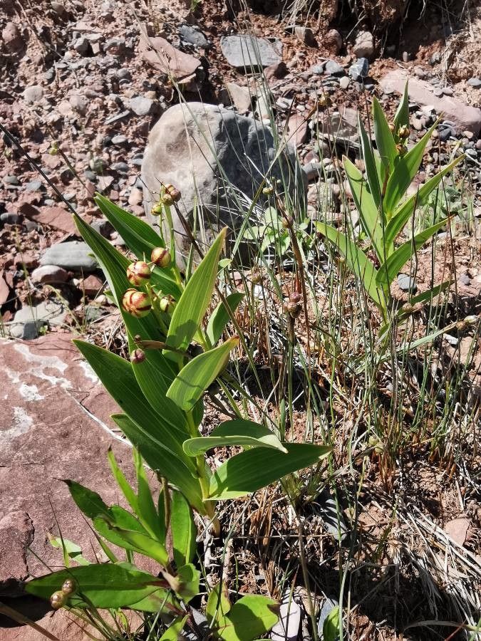 Maianthemum stellatum fruit