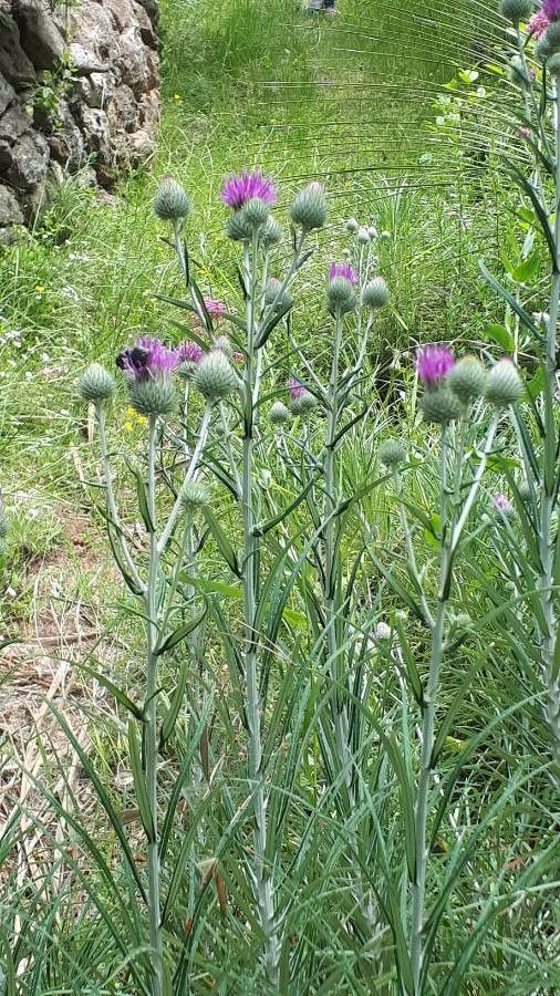 Ptilostemon chamaepeuce flower
