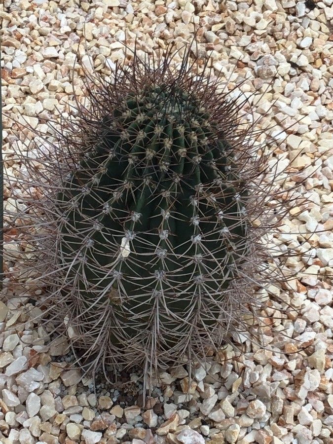 Echinopsis leucantha — search result for 'Echinopsis'