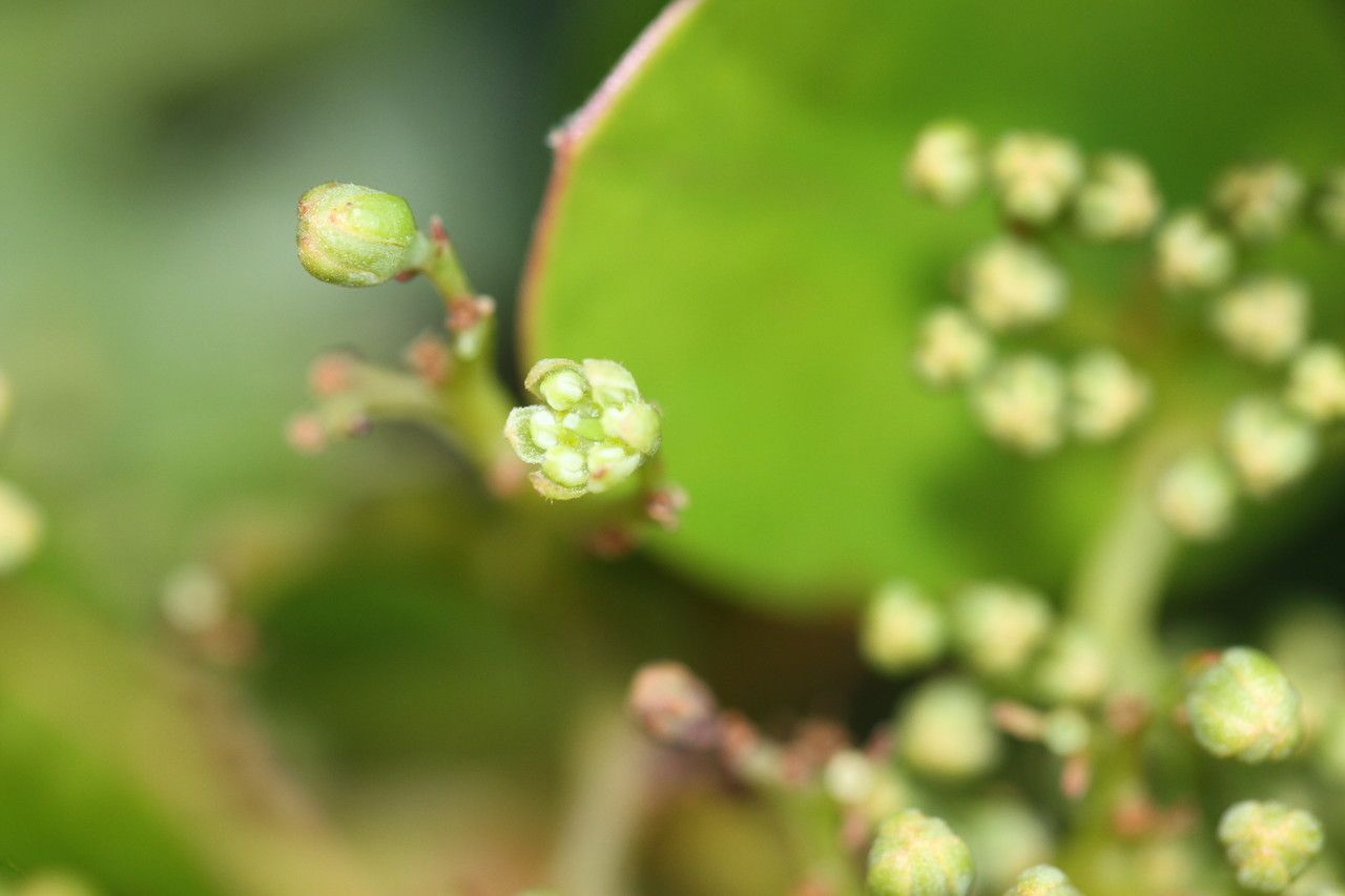 Cryptocarya aristata — houseplant care guide