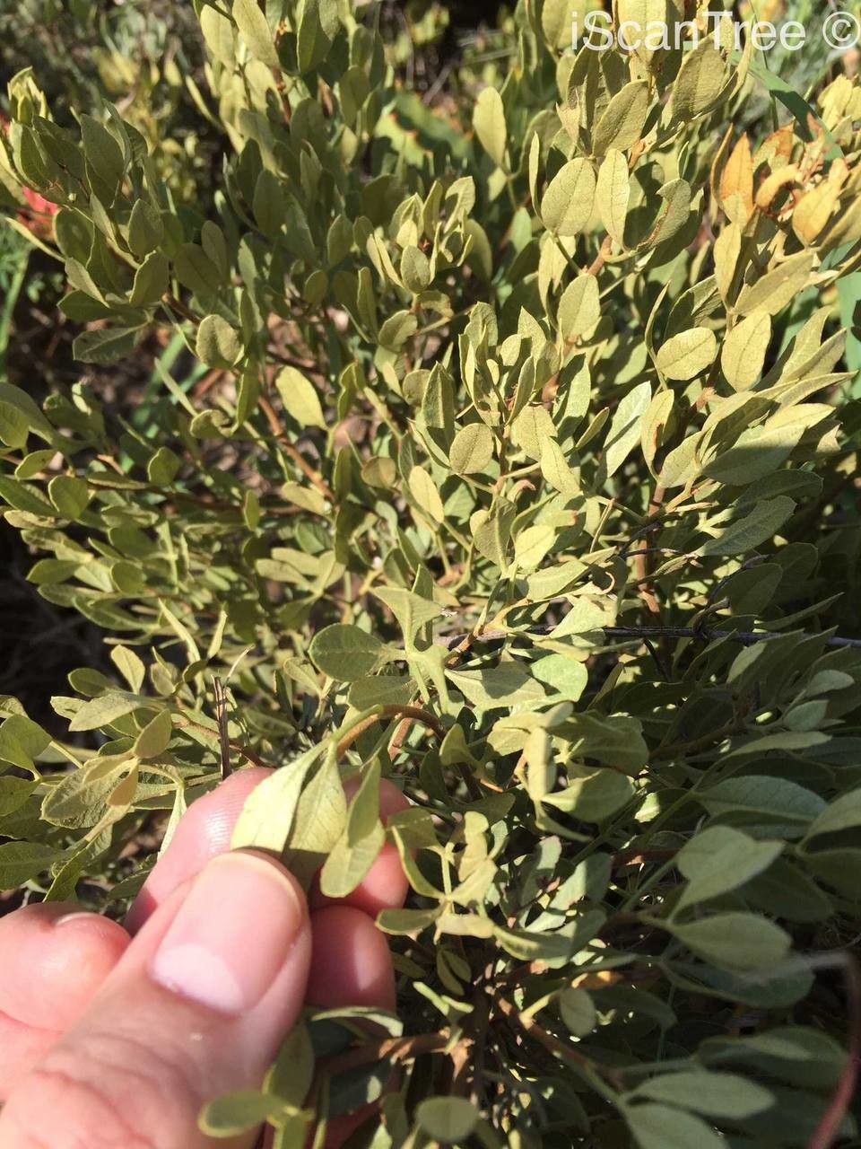 Searsia tumulicola fruit