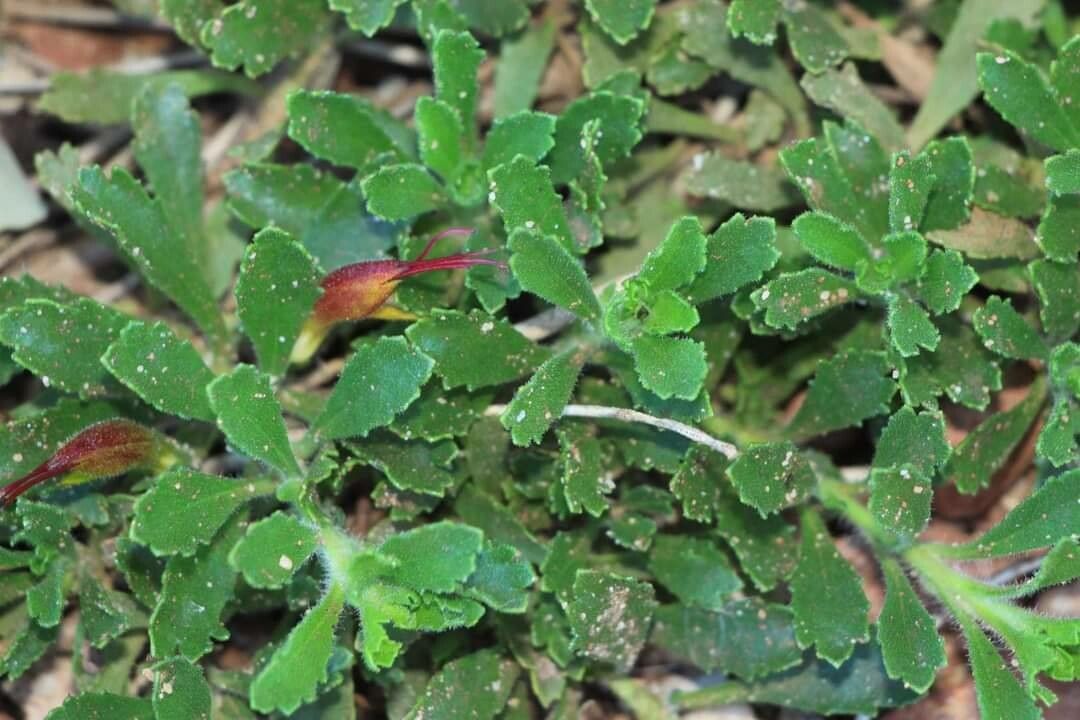 Eremophila biserrata — related species from the same genus